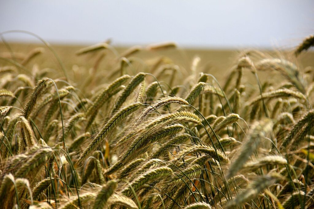 wheat, field, grass, wheat field, barley, crops, wheatgrass, wheat crops, arable land, agriculture, farm, farming, cultivation, nature, landscape, rural, countryside, wheat, wheat, wheat, wheat, wheat, wheat field, barley, farming