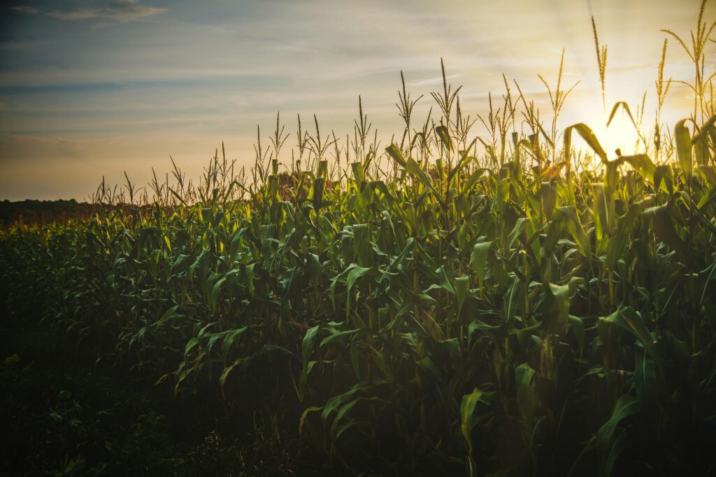 A beautiful cornfield at sunset, showcasing the vibrant growth and serene countryside landscape.