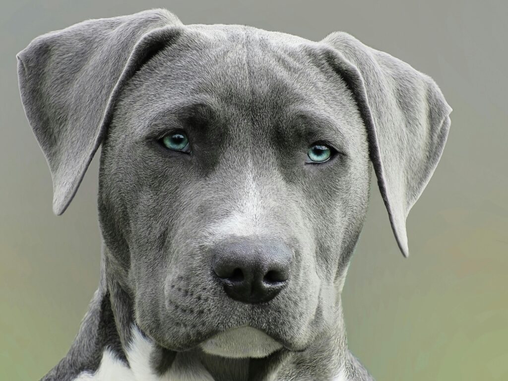 High-resolution close-up portrait of a gray dog with striking blue eyes, capturing elegant features.